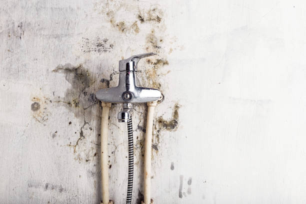 Best Affordable Mold Removal  in Wilmer, TX