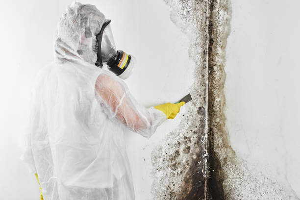 Best Professional Mold Removal  in Wilmer, TX