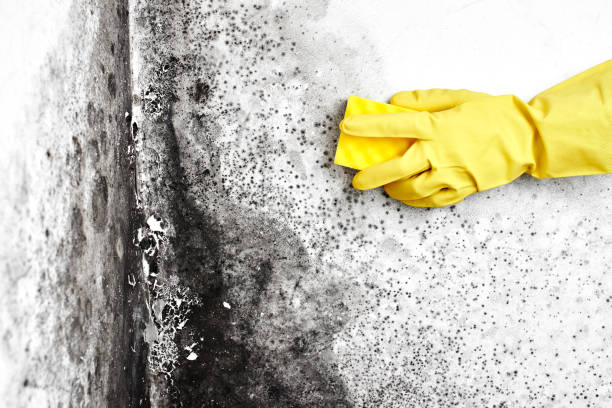 Best Local Mold Removal Service  in Wilmer, TX