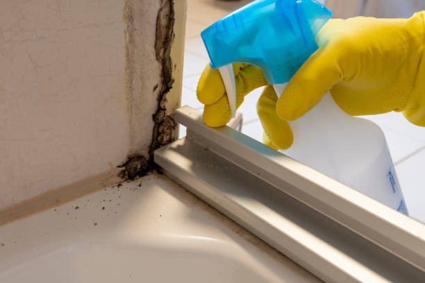 Best Mold Damage Repair  in Wilmer, TX