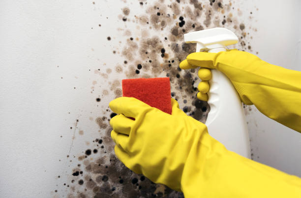 Best Same-Day Mold Removal  in Wilmer, TX