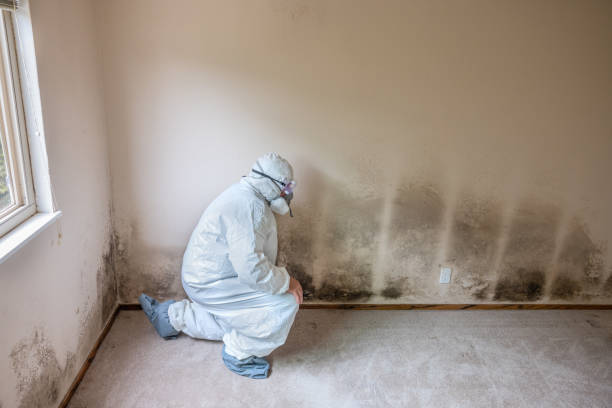 Best Toxic Mold Removal  in Wilmer, TX