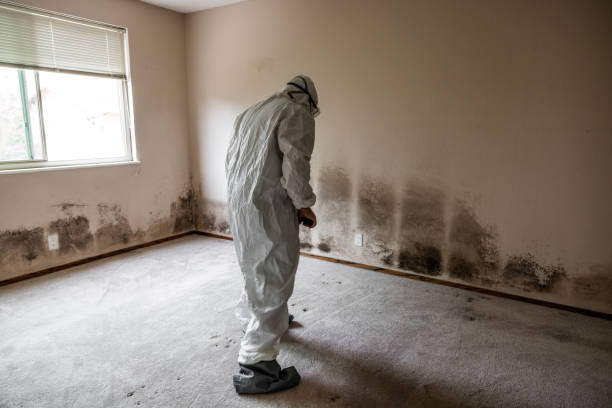 Best Crawl Space Mold Removal  in Wilmer, TX