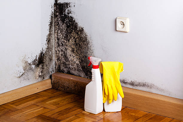 Best Home Mold Removal  in Wilmer, TX