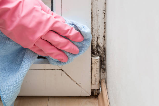 Certified Mold Removal in Wilmer, TX