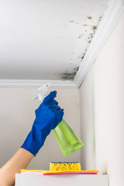 Best Commercial Mold Removal  in Wilmer, TX