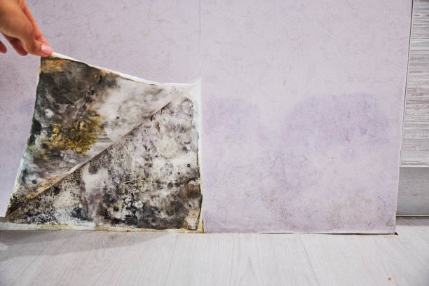 Reliable Wilmer, TX Mold Removal Solutions